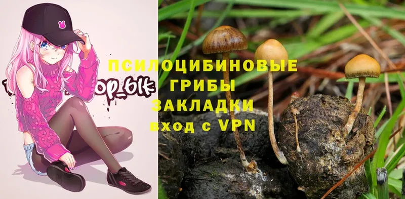 где можно купить наркотик  Иннополис  Галлюциногенные грибы Psilocybe 